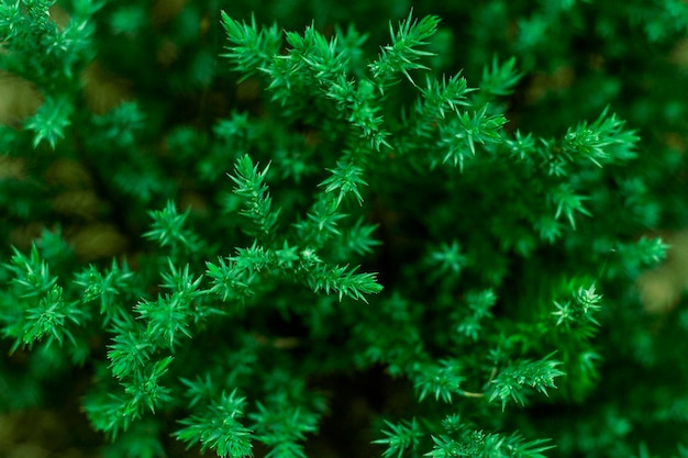 Foto foglie verdi di una pianta