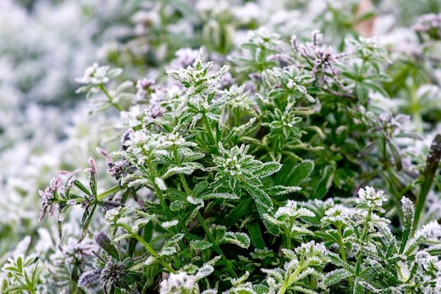 The green leaves of the plants are covered with hoarfrost