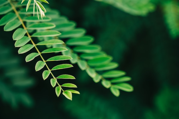 植物の緑の葉、クローズアップ。自然の背景