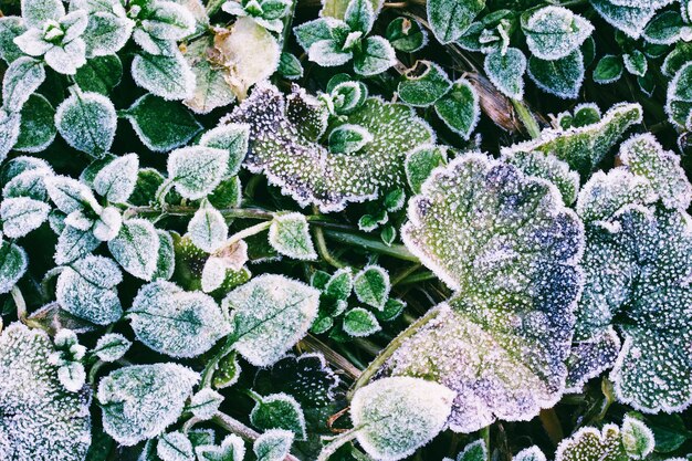 Green leaves of plants covered with frost, top view