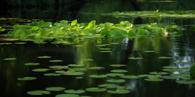 Green leaves on pond river lake landscaoe background view