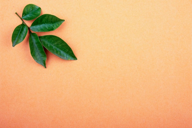 Green leaves on purple background fresh green leaf