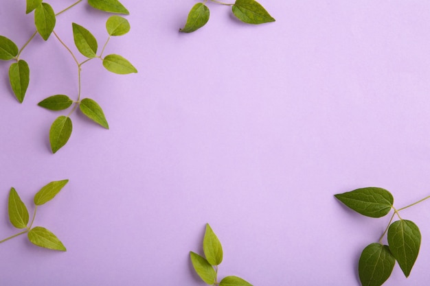 Green leaves on purple background with copy space. Top view