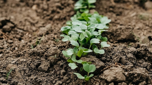 Green leaves of radish growing in the garden