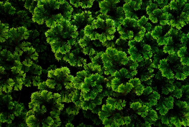 Green leaves in rainforest