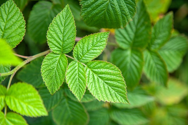 Green leaves of a raspberry bush on a summer day