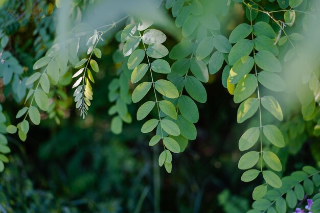 Photo green leaves of the robinia tree