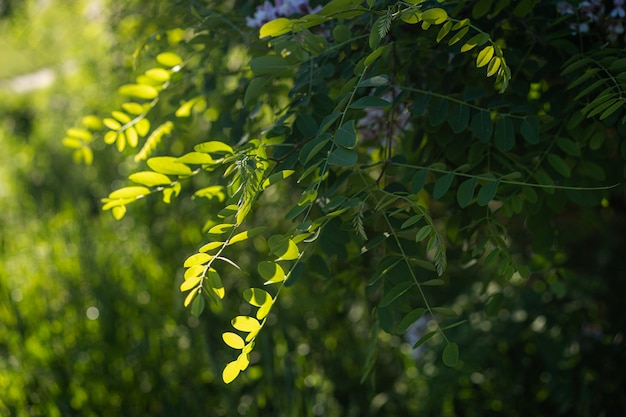 Green leaves of the robinia tree