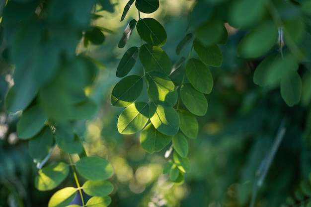 Photo green leaves of the robinia tree