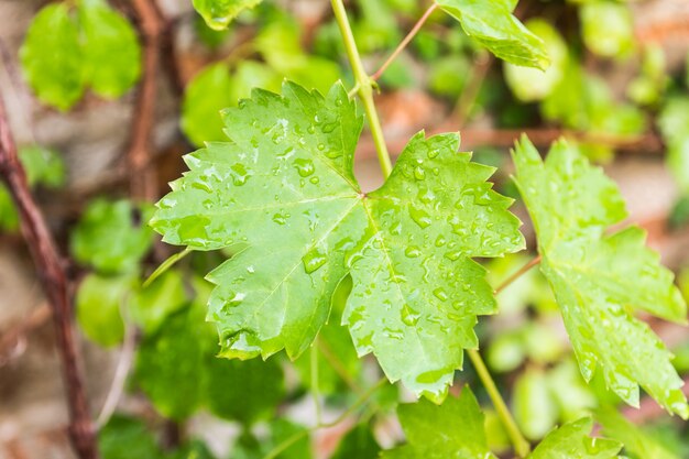 Green leaves and root in nature