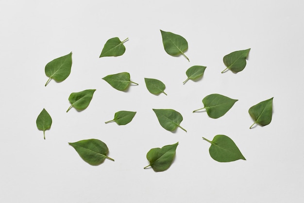 Green leaves scattered on white background