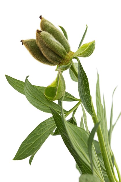 緑の葉と白い背景で隔離の牡丹の花の種子