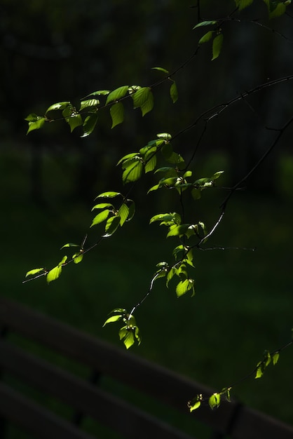 Green leaves in the shade