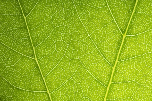 Green leaves shaping on a beautiful background