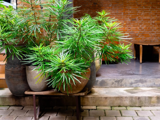 Green leaves in the simple earthenware pots near brick wall building Group of clay pots decoration indoor garden with sunlight Greenery outdoor garden with small trees home garden decoration