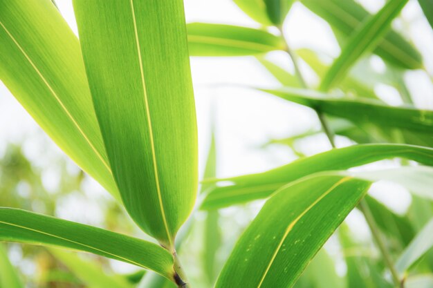 Green leaves at sky.