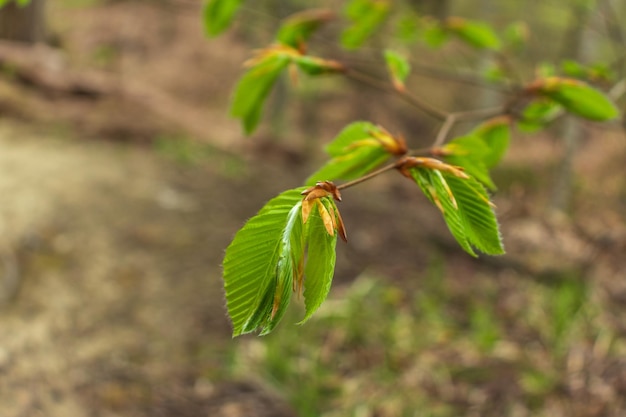 Green leaves Small green foliage on twig