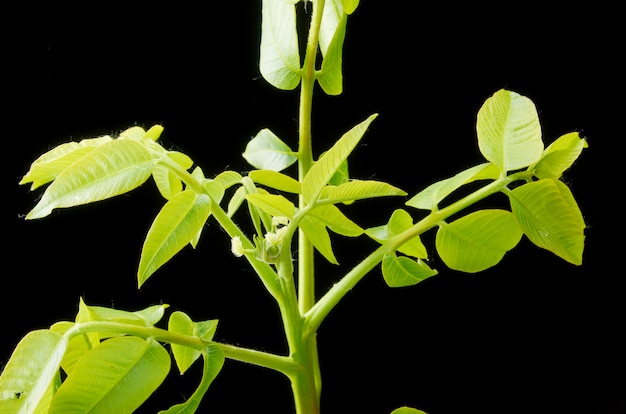 Green leaves and small walnut flowers on a dark.