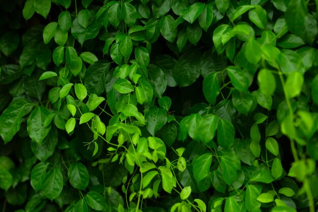 Green leaves soft close background