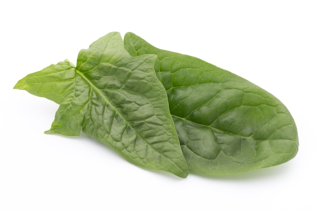 Green leaves of spinach isolated on white space.