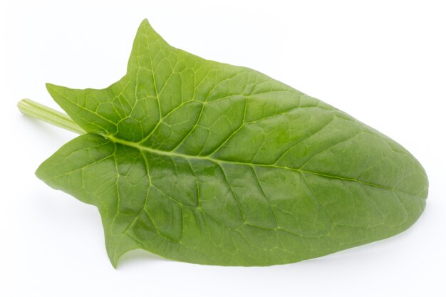 Green leaves of spinach isolated on white