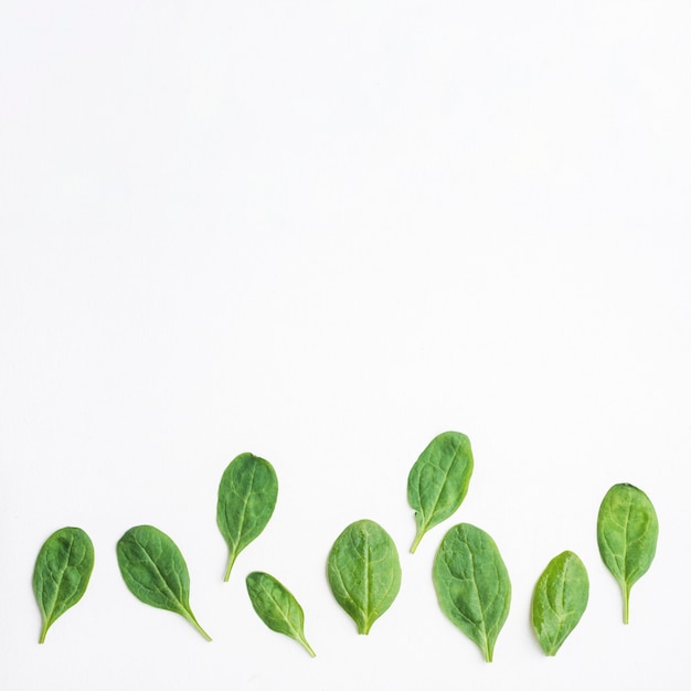 Green leaves of spinach