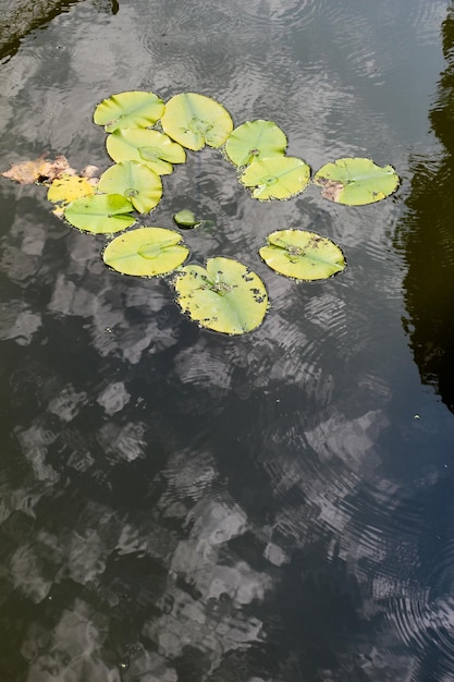 Green leaves of the spring season