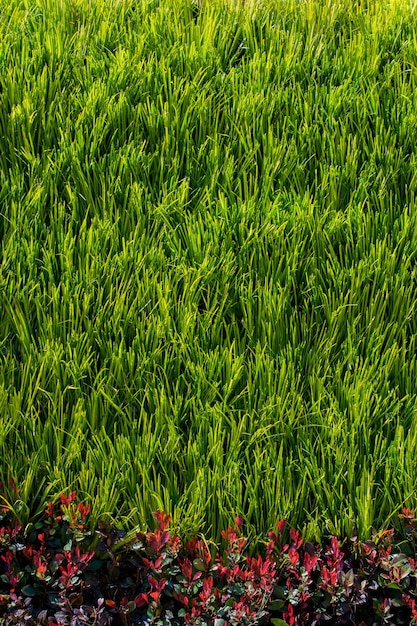 Green leaves of the spring season