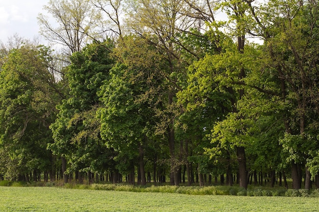 Green leaves on spring trees