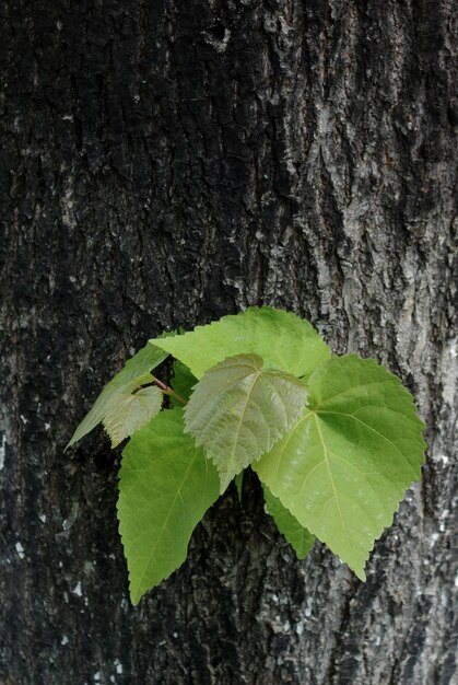 Photo green leaves of the spring