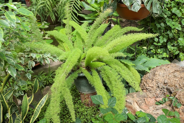 Photo green leaves of the spring