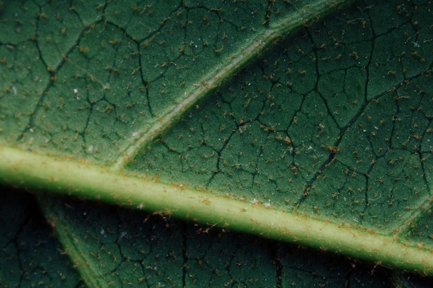 Green leaves and stems