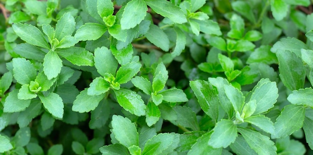 Green leaves of stevia plant