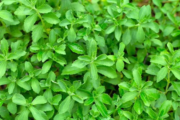 green leaves of stevia plant