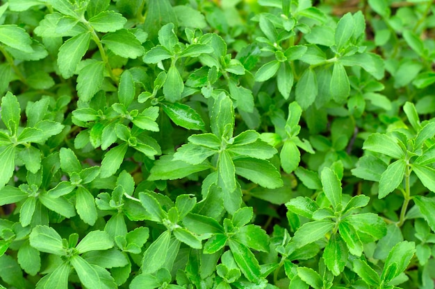 Green leaves of stevia plant