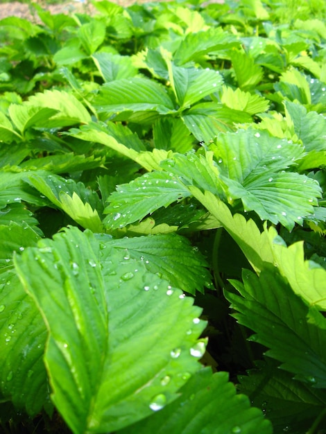 Green leaves of strawberry