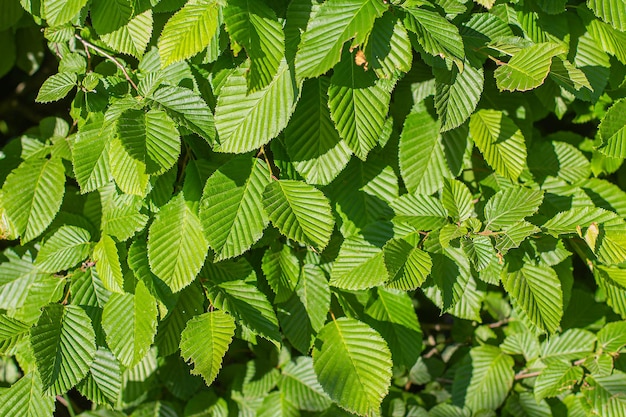 Green leaves in summer day background