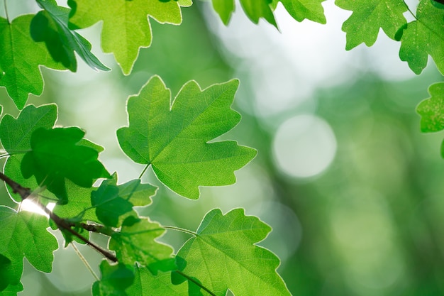 Green leaves on the summer forest