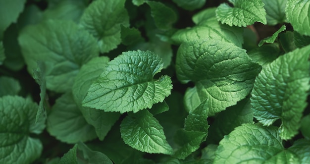 Green leaves in the summer garden