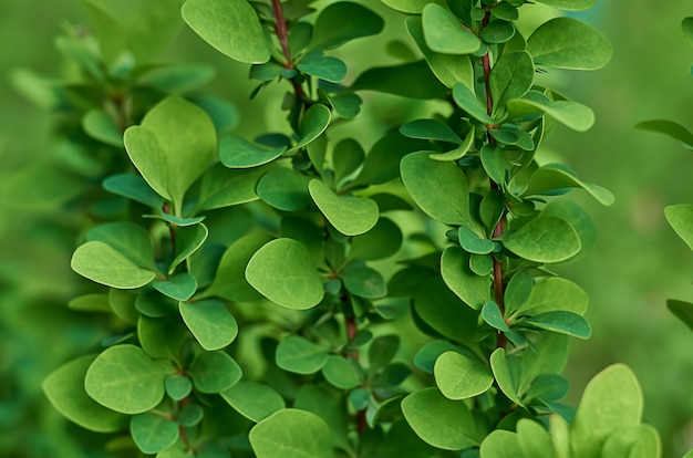 Green leaves in the summer garden