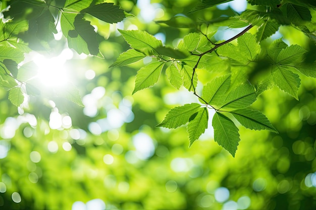 Green leaves and sunlight on the leaves