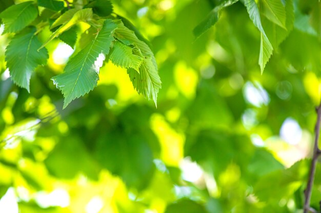 Green leaves on a sunny day