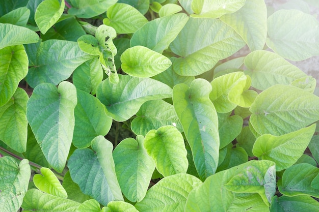 Green leaves and sunny in the morning.