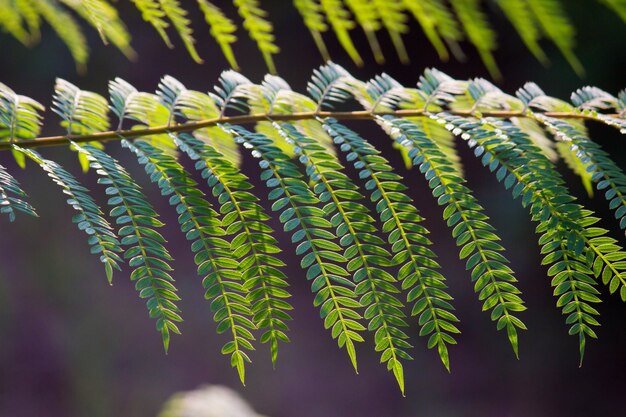 Green leaves in the sunshine during the day