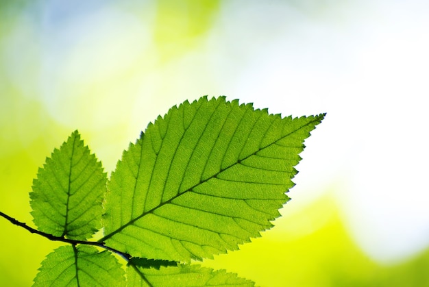 Green leaves surface in sunny day