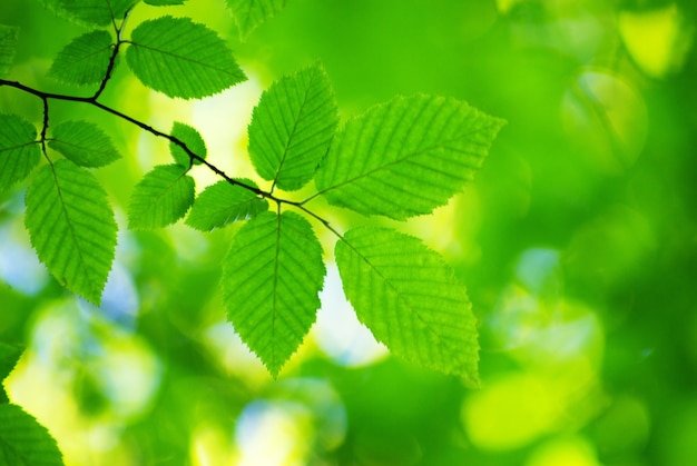 화창한 날에 녹색 잎 표면