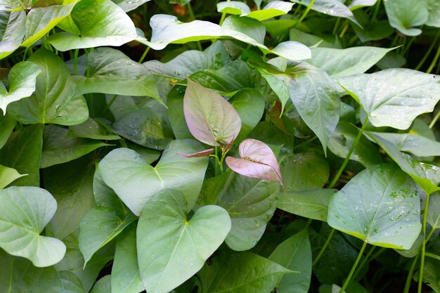 Green leaves of sweet potato plant