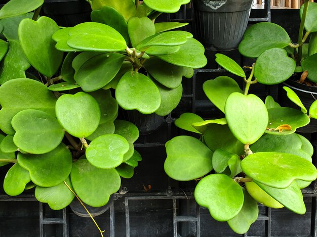 Green leaves sweetheart hoya plant