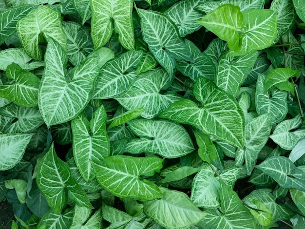 Green leaves of Syngonium podophyllum plants closeup view