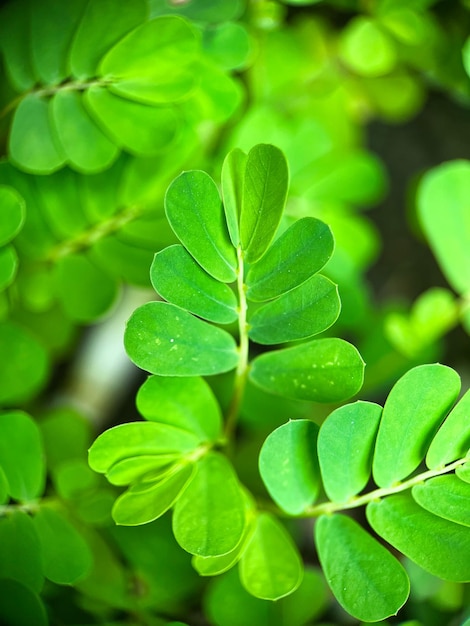 Photo green leaves of tamarind fresh green leaves